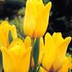 Tulips_tulipa_makassar-1