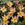 Tulips: Tulipa saxatilis