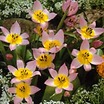 Tulips_tulipa_saxatilis-1