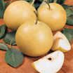 Pear_pyrus_x_20th_century_standard-1