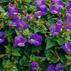 Annuals_torenia_fournieri_summer_wave_tm-1