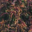 Coleus_coleus_x_hybridus_kiwi_fern-1