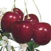 Cherry_prunus_avium_van_sweet_semi-dwarf-1