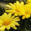 Daisies_argyranthemum_frutescens_butterfly_r-1