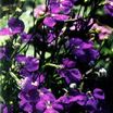 Annuals_lobelia_tenuior-1