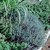 Thyme2.small