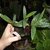 Tropicals_ledebouria_socialis.small