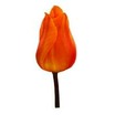 Tulips_tulipa_bestseller-1