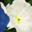 Annuals_ipomoea_nil_scarlett_o_hara-1