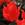 Tulips_tulipa_greigii_perlina-1.sprite