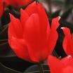 Tulips_tulipa_greigii_perlina-1