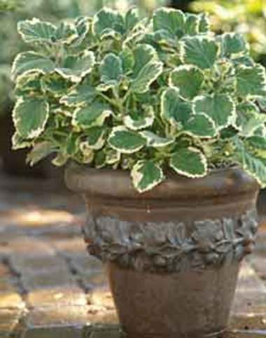 Plec_pot