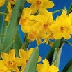 Bulbs
