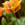 Tulips: Tulipa 'Artist'
