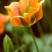 Tulips_tulipa_artist-1