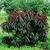 Peach and Nectarine: Prunus persica 'Bonfire'