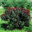 Peach_and_nectarine_prunus_persica_bonfire-1