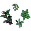 Herbs