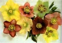 Lenten Rose, Hybrid