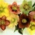 Helleborus: Helleborus sps. and cvs.