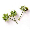 Herbs