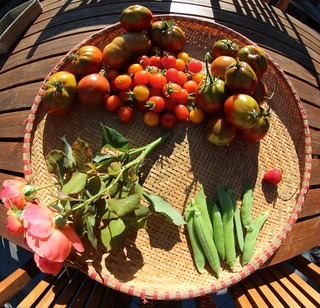 This morning's harvest from my Kitchen Garden