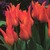Tulips: Tulipa 'Ballerina'