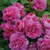Princess_anne_auskitchen.small