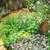 Salad_garden.small