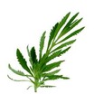 Herbs