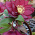 Helleborus_red_sapphire_1b%20(1).small