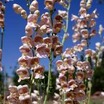 Penstemon, Pink Wild Snapdragon