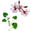 Herbs