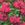 Herbs_monarda_twins-1.sprite