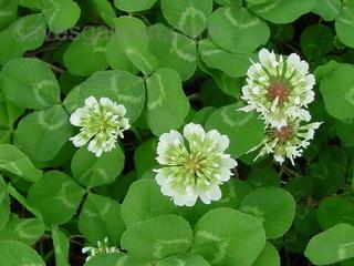 Ductchclover.large
