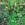 Ferns: Osmunda claytoniana