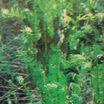 Fern, Interrupted