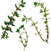 Herbs