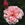 Antiques: Rosa 'Albertine'