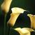 Calla_lilies_zantedeschia_black_eyed_beauty-1.small