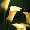calla-lily