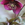 Helleborus: Helleborus 'Mardi Gras Maroon Red'