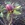 Helleborus: Helleborus 'Royal Heritage'