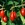 Cherry_cornus_mas_pioneer-1.sprite