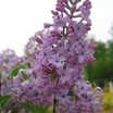 'Tiny Dancer' Lilac