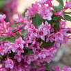 'Sonic Bloom' Weigela