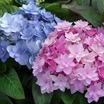 'You-Me Passion' Hydrangea