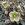 Perennials_helleborus_ivory_prince.sprite