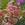 Snapdragon_antirrhinum_majus_twinny_peach-1.sprite