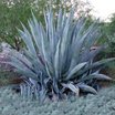Tropicals_agave_americana-2